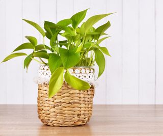 Pothos 'lemon lime'