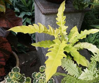 Philodendron 'Golden Crocodile'