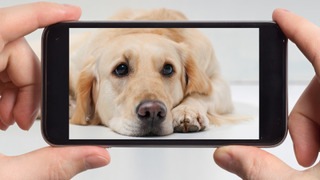 Labrador dog looking sad on one of the best pet cameras on a phone