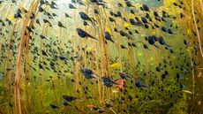 A swarm of tadpoles