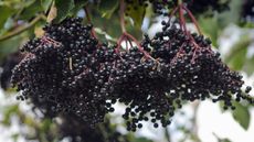 Dark ripe berries on an elderberry shrub