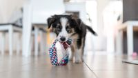 Puppy with chew toy in mouth