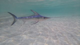 A photo of a swordfish swimming above sand in shallow water.