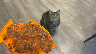 Nala looking up at one of the best cat puzzle feeders, the Lickimat Casper