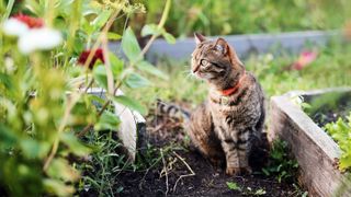 Cat in garden