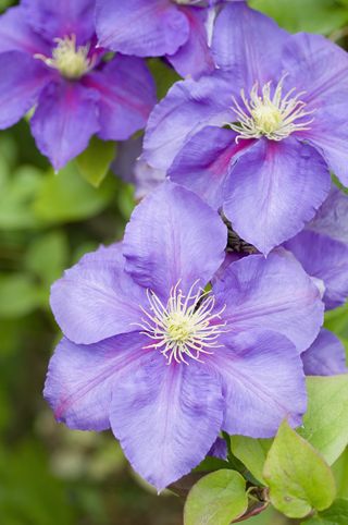 Purple clematis (Clematis) 'General Sikorski'