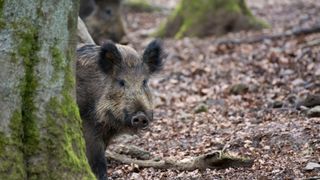 A wild boar peeks out from behind a tree