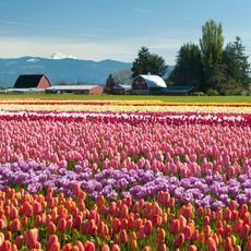 tulip fields filled with different tulip breeds