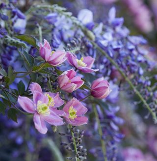 CLEMATIS MONTANA 'RUBENS' with wisteria