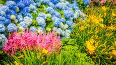 A colourful flower border with perennials and shrubs