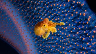 A tiny orange octopus sitting on an alien-looking deep-sea creature