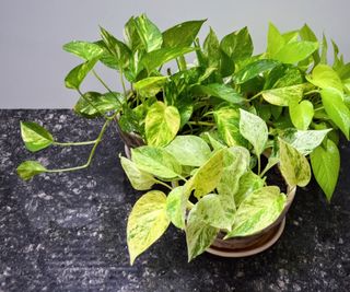 Pothos 'lemon meringue'