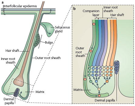 Box 3 current model of SC migration during skin homeostasis and repair