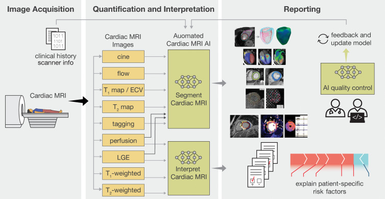 Diagram shows artificial intelligence (AI)–enabled cardiac MRI analysis, interpretation, and reporting. In cardiac MRI, images are collected to characterize function (ie, cine and tagging images), flow, tissue properties and fibrosis (ie, T1 and T2 maps and T1-weighted, T2-weighted, and extracellular volume [ECV] images), and scarring (ie, late gadolinium enhancement [LGE] images). AI can substantially impact the analysis workflow after imaging. The clinical reading includes quantification (eg, function on cine images) and clinical interpretation of individual sequences (eg, presence and location of scarring on LGE images). AI can assist in both the analysis and interpretation of clinical readings and can change the role of imagers to oversight.