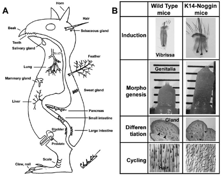 Fig. 5