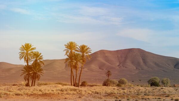 Árvores no deserto - Sputnik Brasil