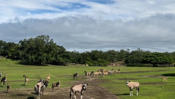 Gnu, gemboks e outros antílopes vagueiam em Guanacaste, Costa Rica (foto de arquivo) - Sputnik Brasil