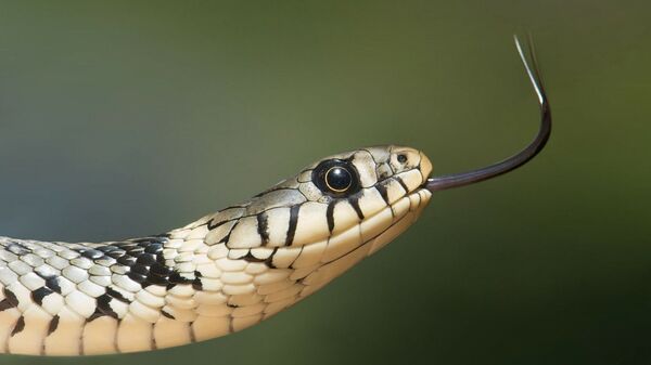 Serpente (imagem referencial) - Sputnik Brasil