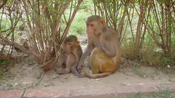 Macacos da espécie Rhesus - Sputnik Brasil