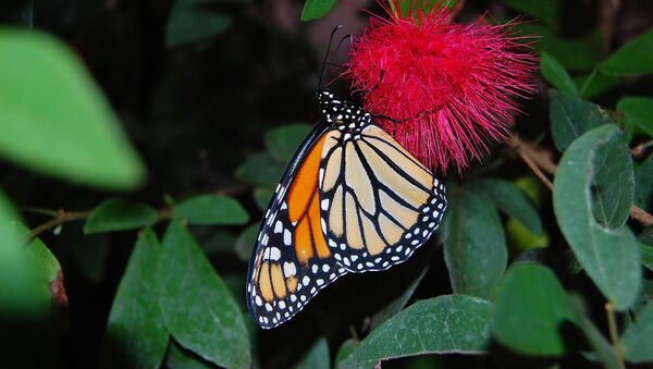 Borboleta de serralha (imagem referencial) - Sputnik Brasil