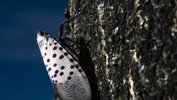 Mosca-lanterna-pintada invade EUA - Sputnik Brasil