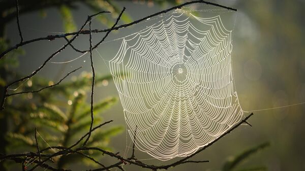 Teia de aranha  - Sputnik Brasil