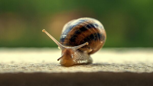 Caracol (imagem de referência) - Sputnik Brasil