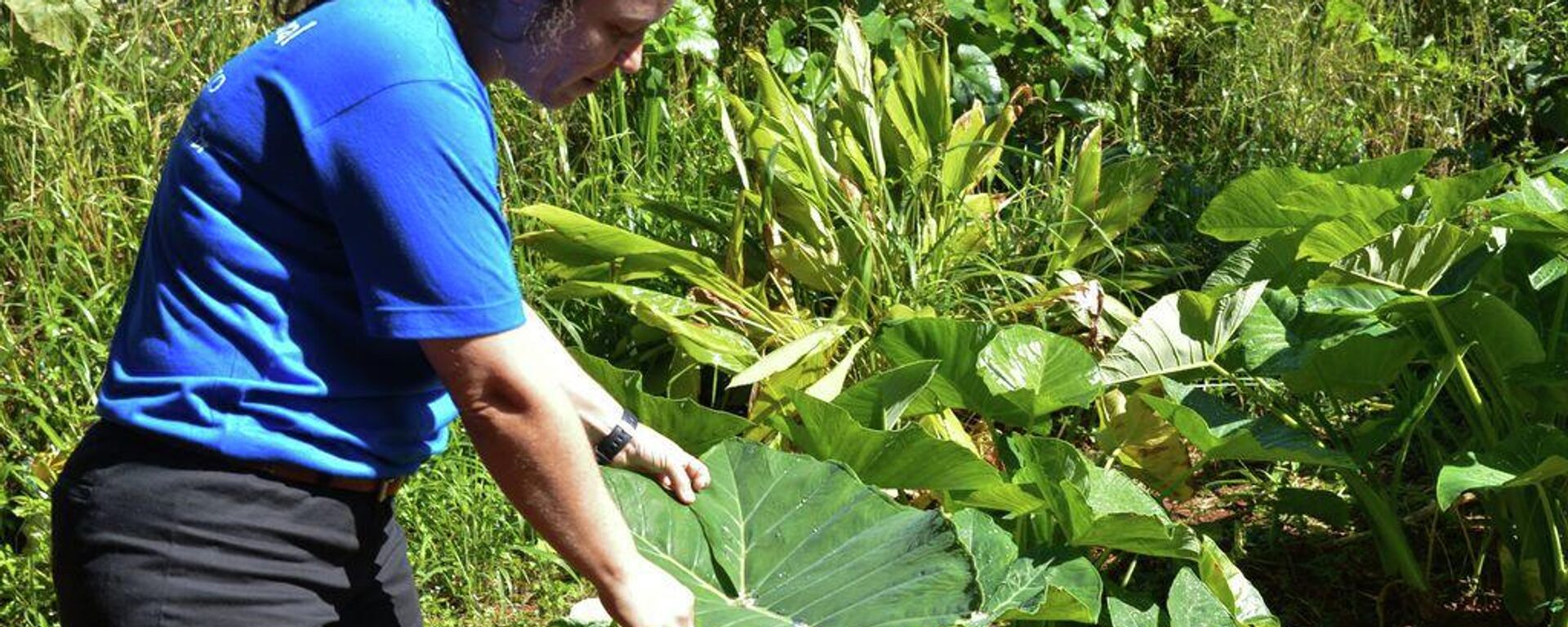 A produtora rural Silvia Pinheiro adotou o sistema agroflorestal em sua propriedade - Sputnik Brasil, 1920, 07.09.2022