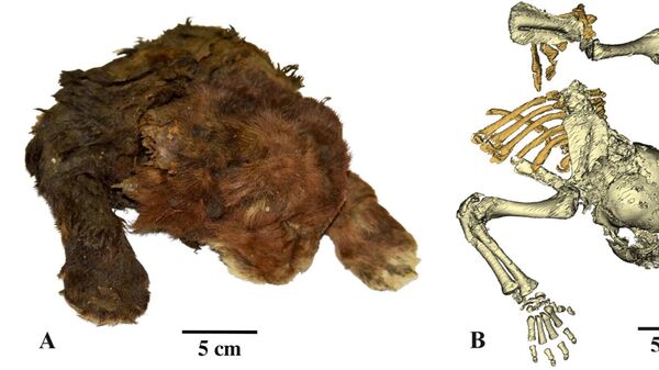 Múmia congelada de Homotherium latidens (Owen, 1846), espécime DMF AS RS, nº Met-20-1, Rússia, república de Sakha (Yakútia), bacia do rio Indigirka, rio Badyarikha; Pleistoceno Superior: (A) aparência externa; (B) esqueleto, tomografia computadorizada, vista dorsal - Sputnik Brasil