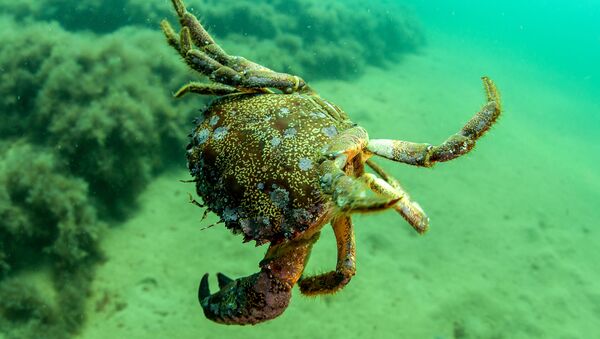 Caranguejo do mar Negro no fundo do mar perto do cabo Meganom, Crimeia - Sputnik Brasil