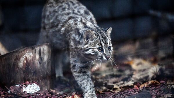 Gato selvagem de Amur caminhando no Jardim Zoológico de Moscou (imagem referencial) - Sputnik Brasil