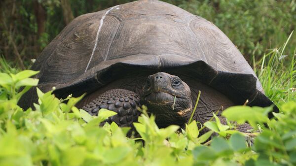 Tartaruga gigante no Parque Nacional de Galápagos - Sputnik Brasil