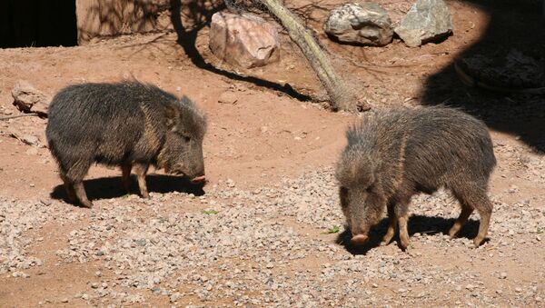 Parachoerus wagneri ou taguá é uma espécie de mamífero artiodáctilo da família Tayassuidae. Hoje sua população é estimada em cerca de 3.000 indivíduos - Sputnik Brasil