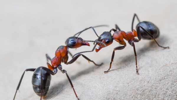 Duas formigas vermelhas da madeira europeias (Formica polyctena) em uma floresta perto de Birkenwerder, no nordeste da Alemanha - Sputnik Brasil