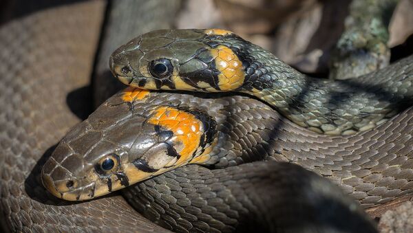 Cobras - Sputnik Brasil