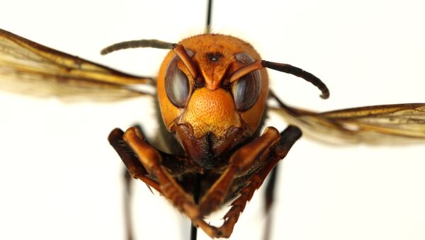 Vespa gigante asiática (foto de arquivo) - Sputnik Brasil