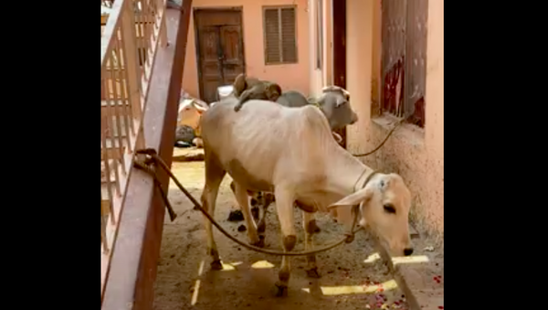 Macacos desocupados torram a paciencia de vacas em templo na Índia - Sputnik Brasil