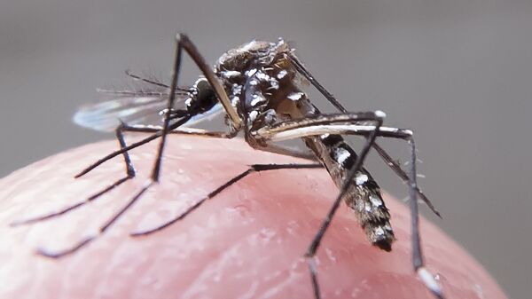 Mosquito Aedes aegypti - Sputnik Brasil