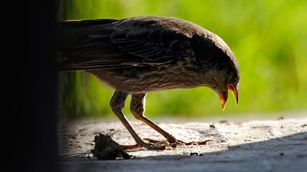 Ave da espécie Turdus amaurochalinus na Argentina, em 4 de novembro de 2009 - Sputnik Brasil