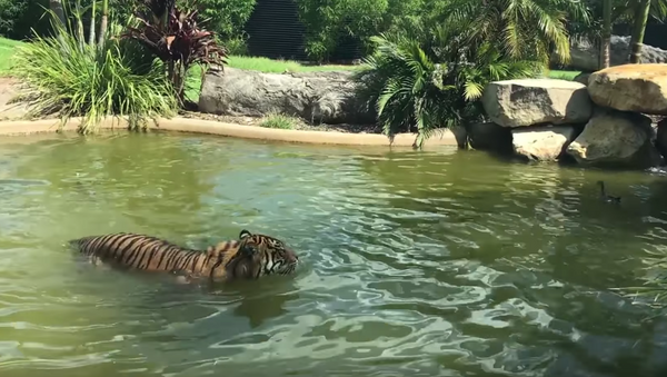 Batalha desigual: ‘Pato mais valente do mundo’ lança desafio a um tigre e sai vencedor - Sputnik Brasil