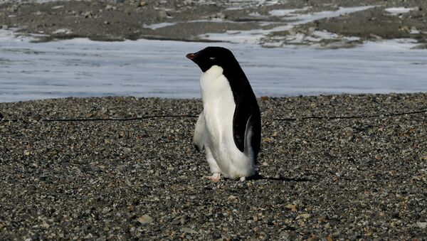 Um pinguim-de-adélia chega à estação de pesquisa de New Harbor perto da Estação McMurdo na Antártica em 11 de novembro de 2016 - Sputnik Brasil