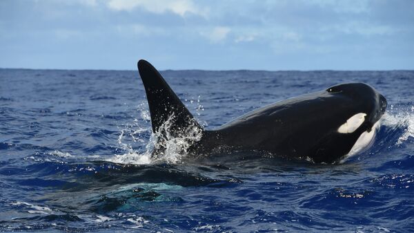 Orca (imagem referencial) - Sputnik Brasil