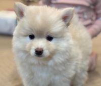 Pomsky Puppies for sale in Shreveport, Louisiana. price: $2,000