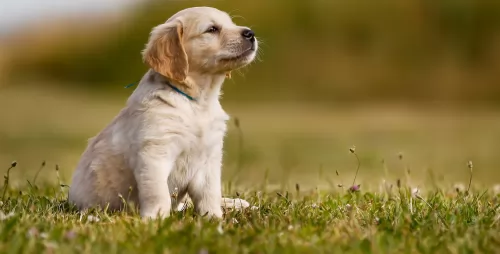 labrador retriever puppy - description