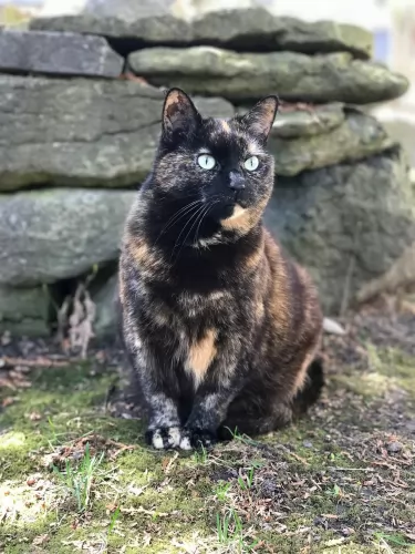 tortoiseshell