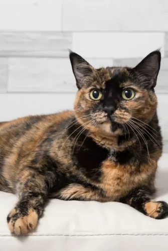 tortoiseshell cat - characteristics