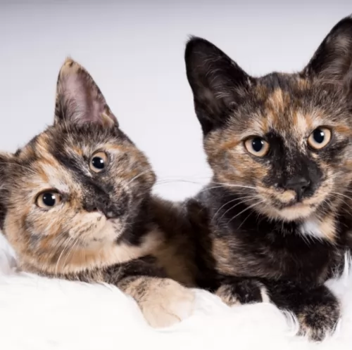 tortoiseshell cats - caring