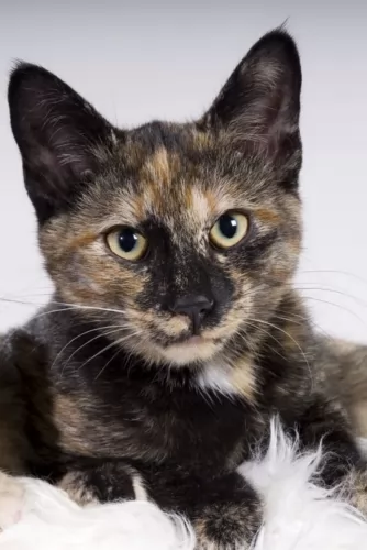 tortoiseshell kitten - description