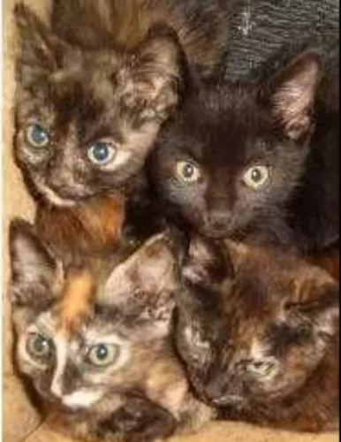 tortoiseshell kittens - health problems