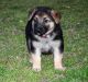 German Shepherd Puppies